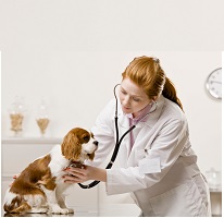 female vet cares for dog
