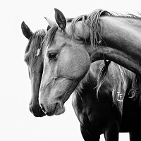 متن کوتاه انگلیسی ۱۰ نوع از محبوب ترین نژاد اسب ها با ترجمه فارسی
